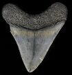 Juvenile Megalodon Tooth #56592-1